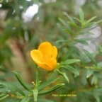 Hypericum lanceolatum subsp lanceolatum Fleur jaune des bas Hypericaceae Indigène La Réunion 788.jpeg
